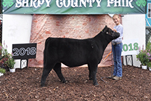 feederheifer
