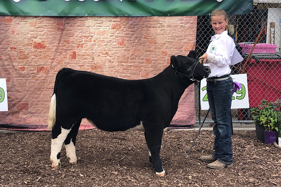 Chmp Feeder Heifer