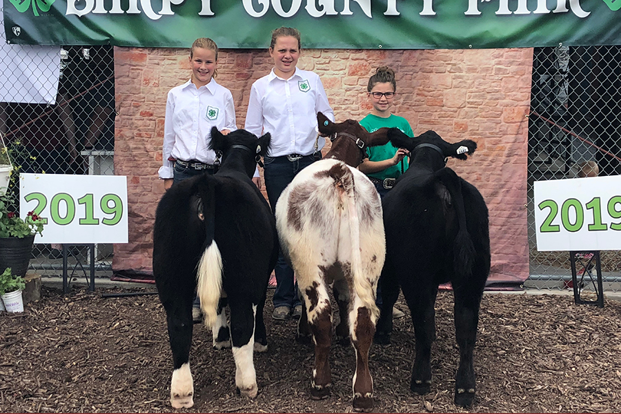 Chmp Pen of 3 Feeder Calves