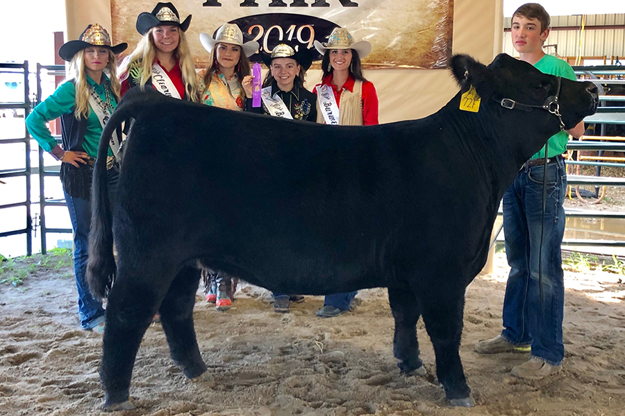 SKSK Sally 72F Chmp Market Heifer
