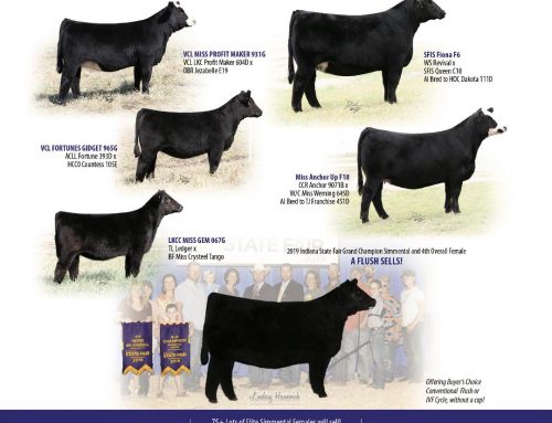 2019 The Event Simmental Sale