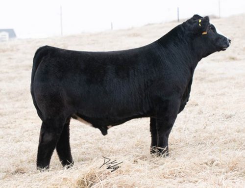 THE EVENT BULL SALE – January 18 – SC ONLINE SALES